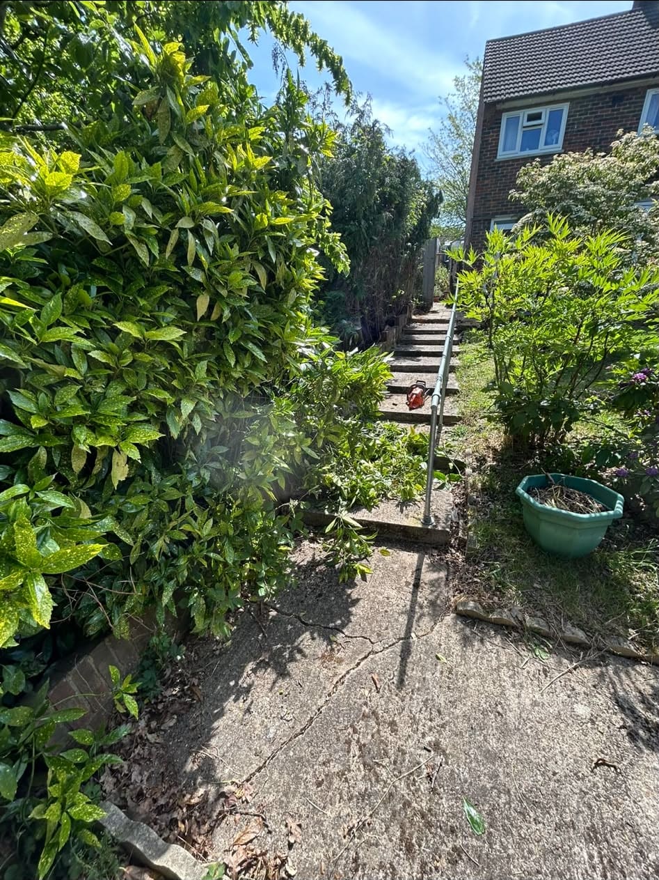 Overgrown steps to new fencing before
