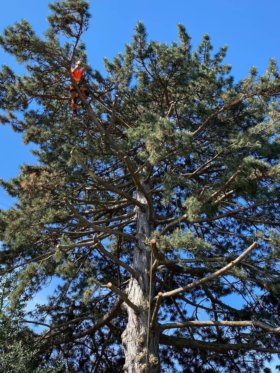 Crown Reduction & Tree Work — Gardens & Turfing in Berkshire